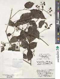 Causonis japonica var. pseudotrifolia image