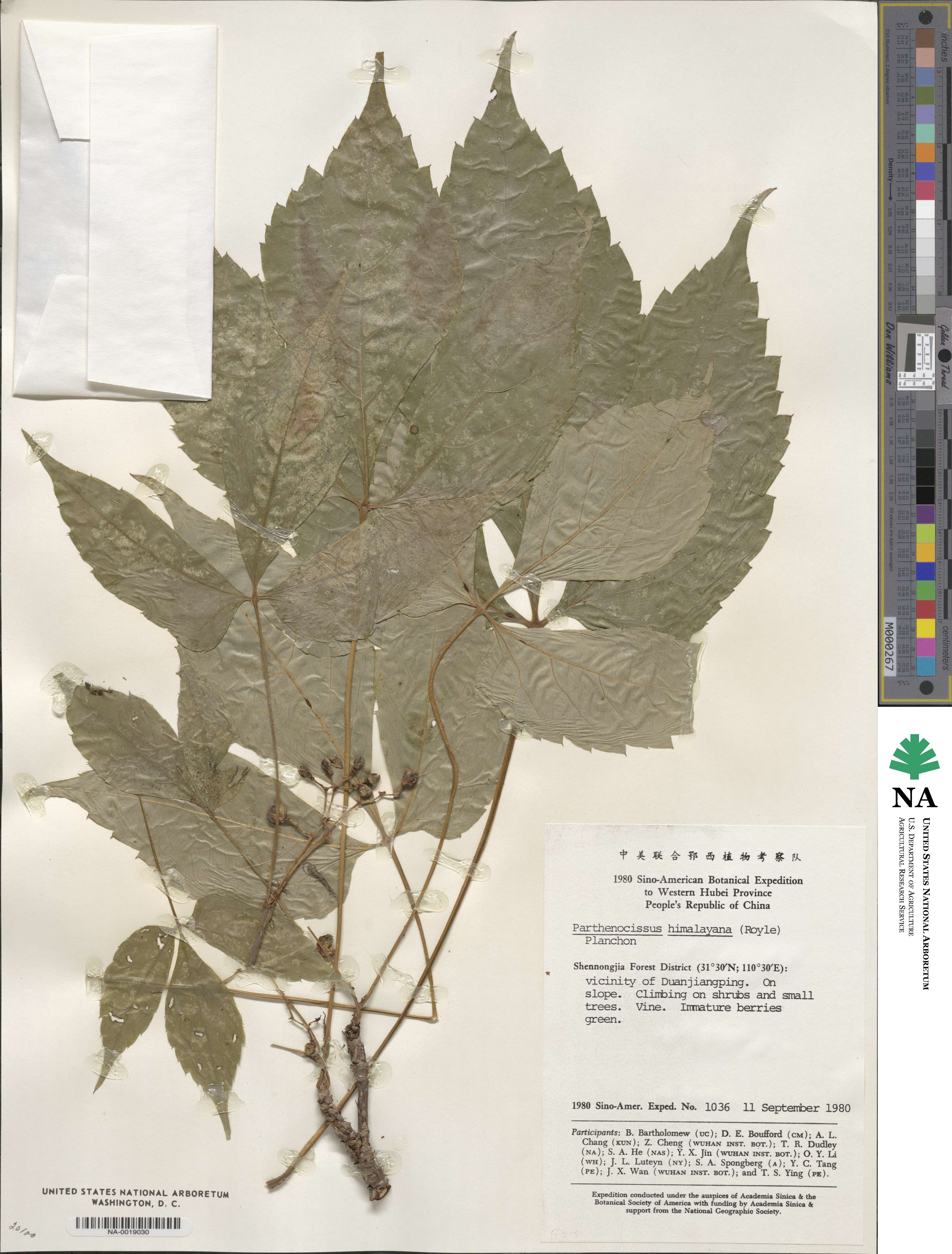 Parthenocissus semicordata image