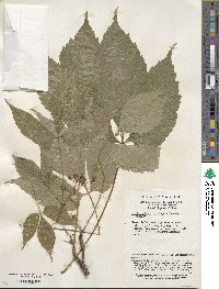 Image of Parthenocissus semicordata