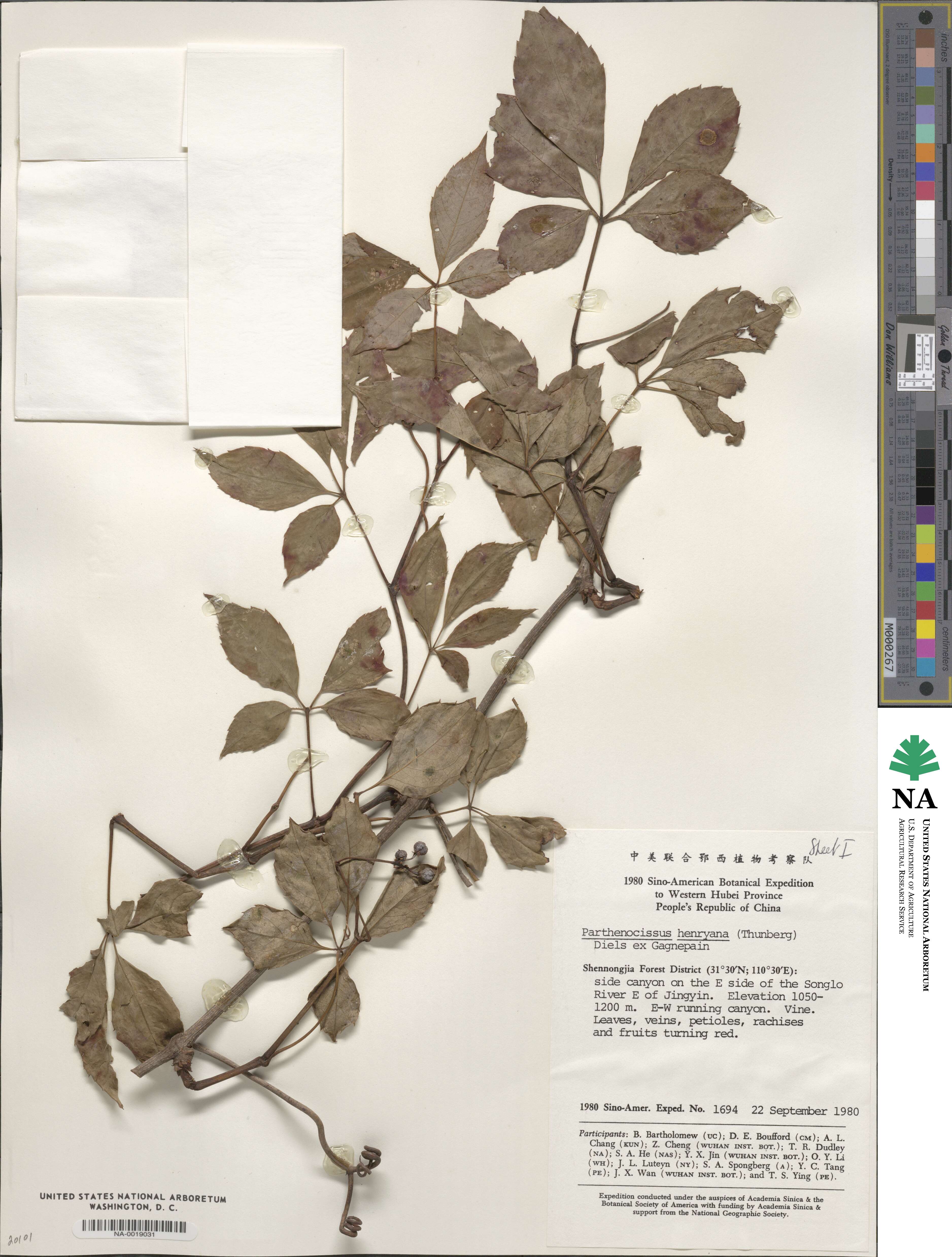 Parthenocissus henryana image