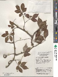 Parthenocissus henryana image