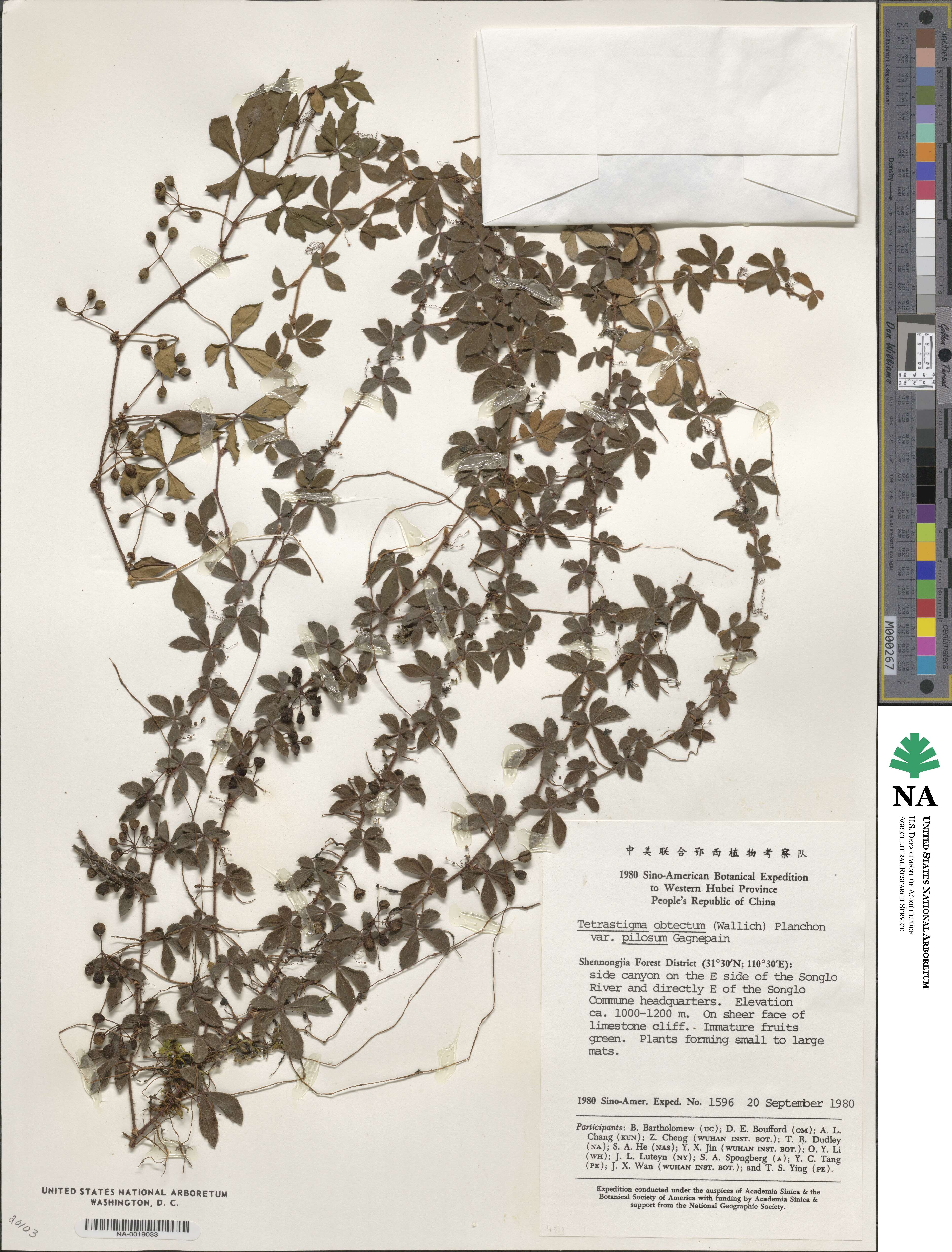 Tetrastigma obtectum var. pilosum image