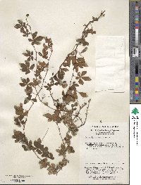 Tetrastigma obtectum image