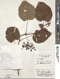 Vitis betulifolia image