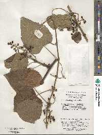 Vitis betulifolia image