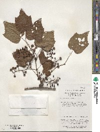 Vitis betulifolia image