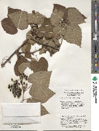 Vitis betulifolia image