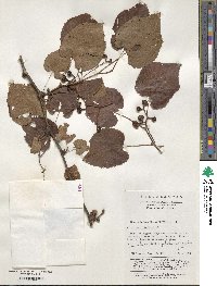 Vitis betulifolia image