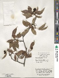 Actinidia tetramera image