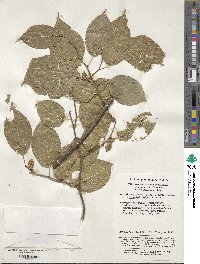 Actinidia polygama image