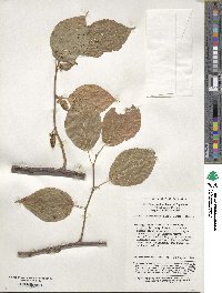 Actinidia polygama image