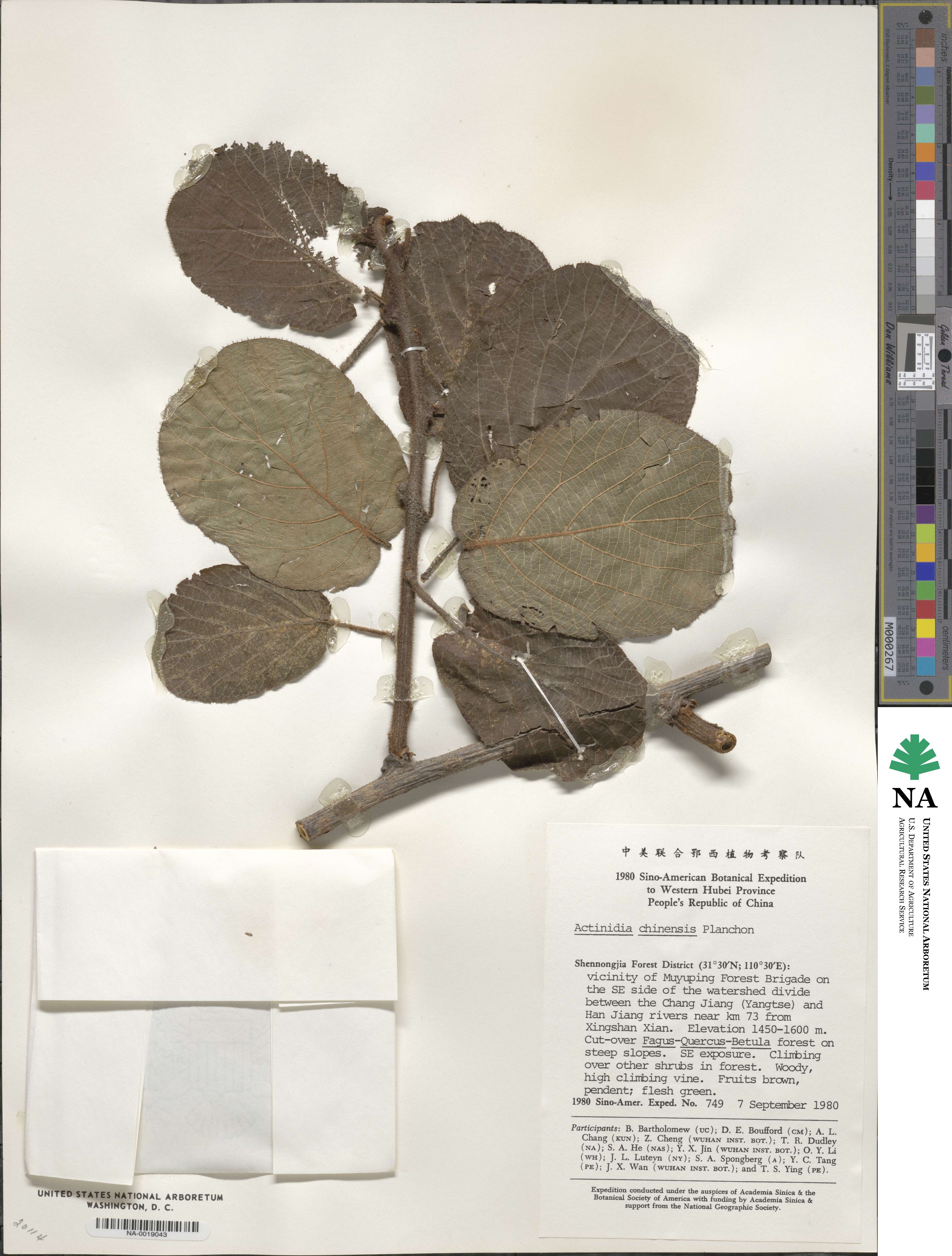 Actinidia latifolia image