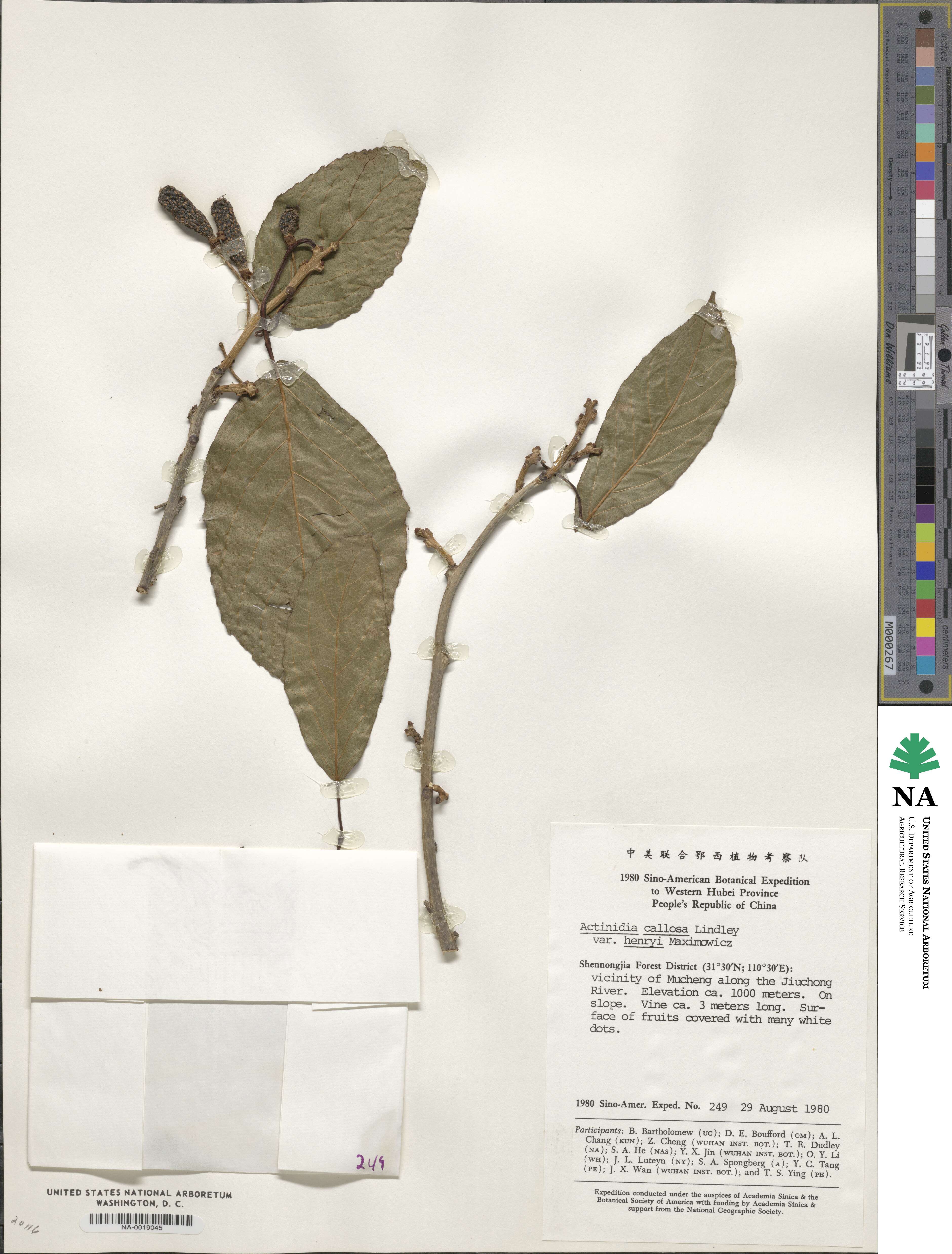 Actinidia callosa var. henryi image