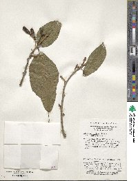 Actinidia callosa image