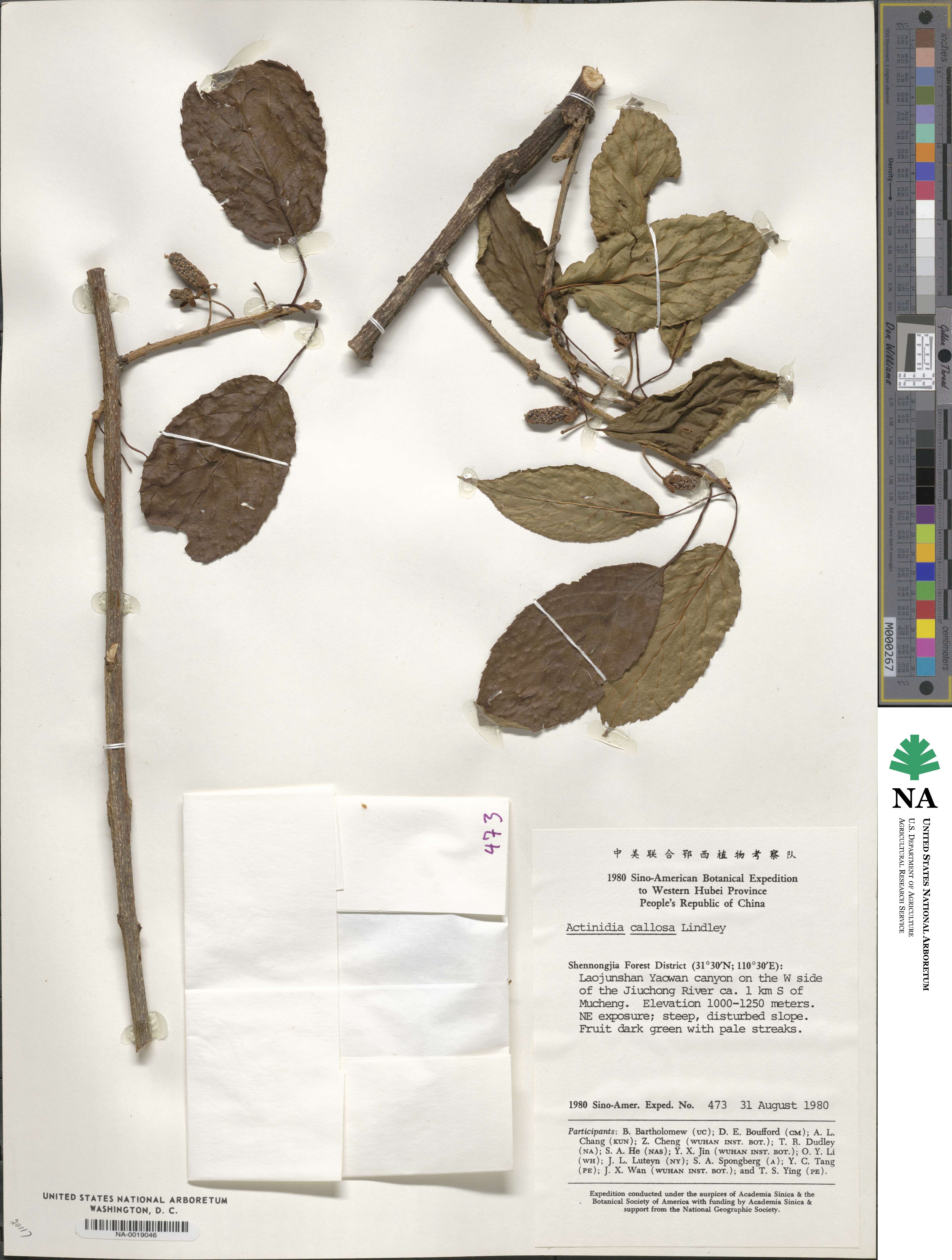 Actinidia callosa image