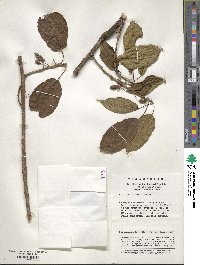 Image of Actinidia callosa