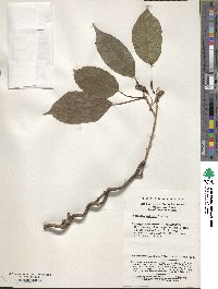 Actinidia callosa image