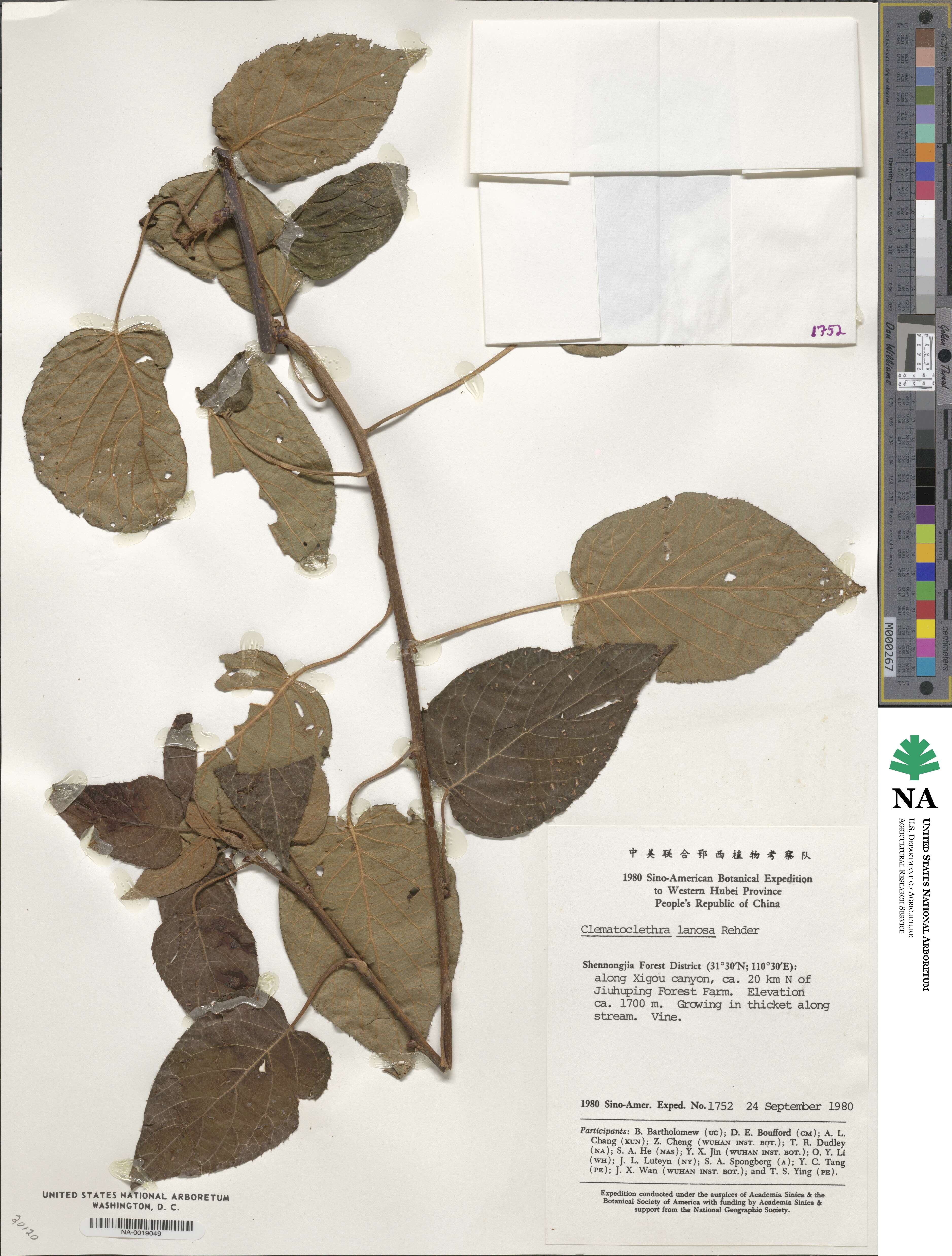 Clematoclethra scandens image