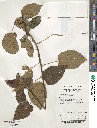 Clematoclethra scandens subsp. hemsleyi image