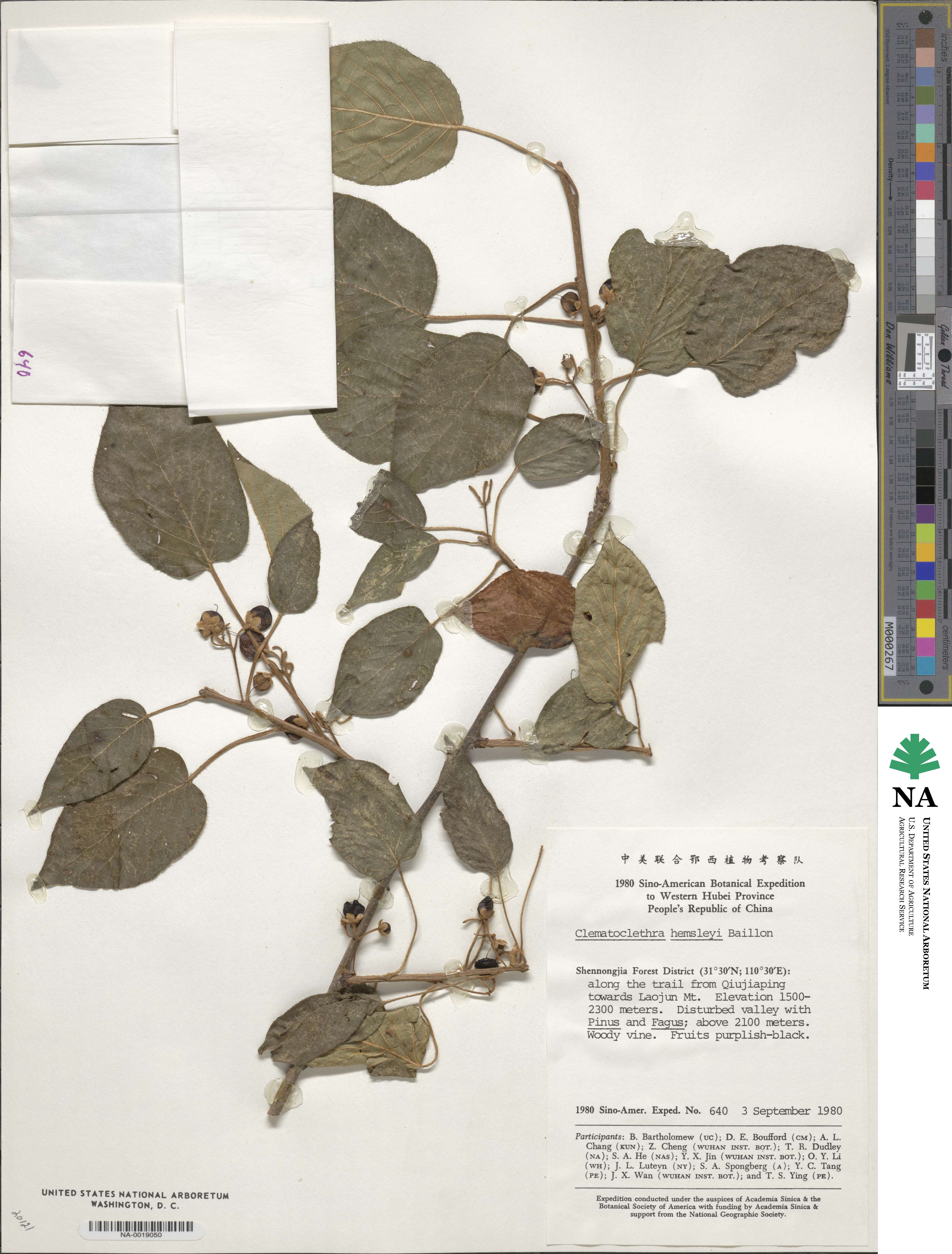 Clematoclethra scandens subsp. hemsleyi image