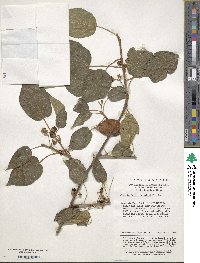 Clematoclethra scandens subsp. hemsleyi image