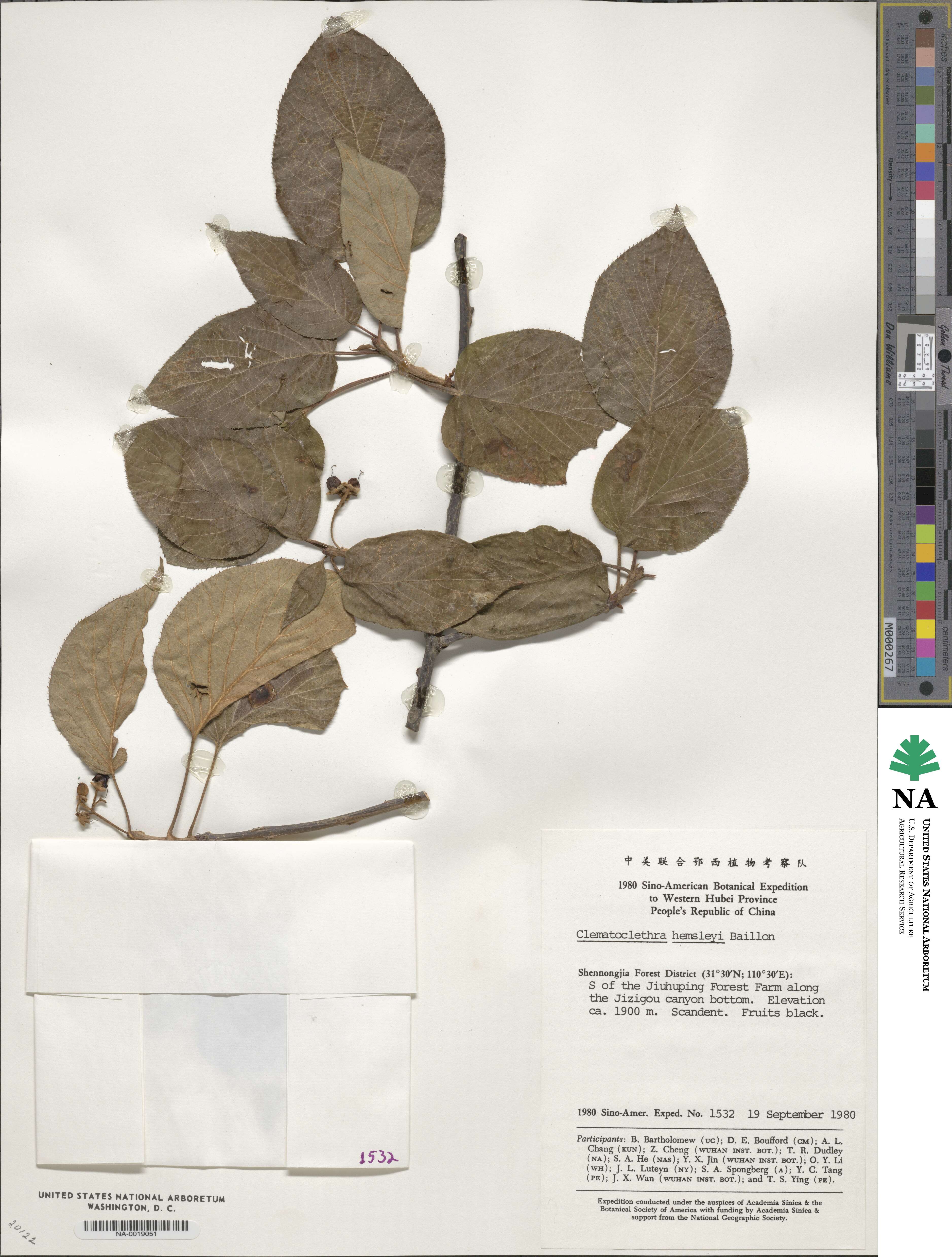 Clematoclethra scandens subsp. hemsleyi image