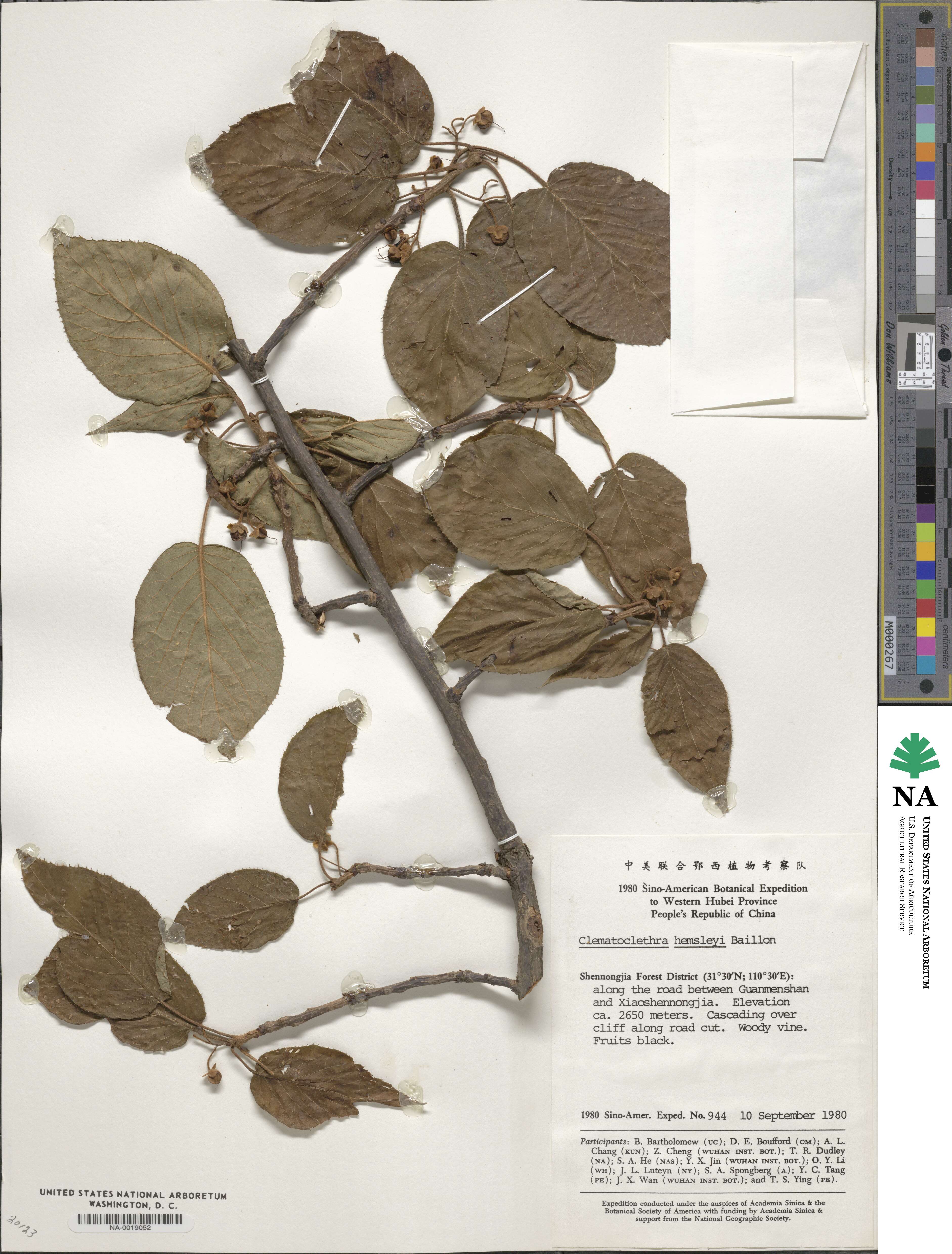 Clematoclethra scandens image