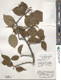 Clematoclethra scandens image