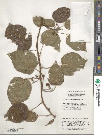 Clematoclethra scandens subsp. actinidioides image