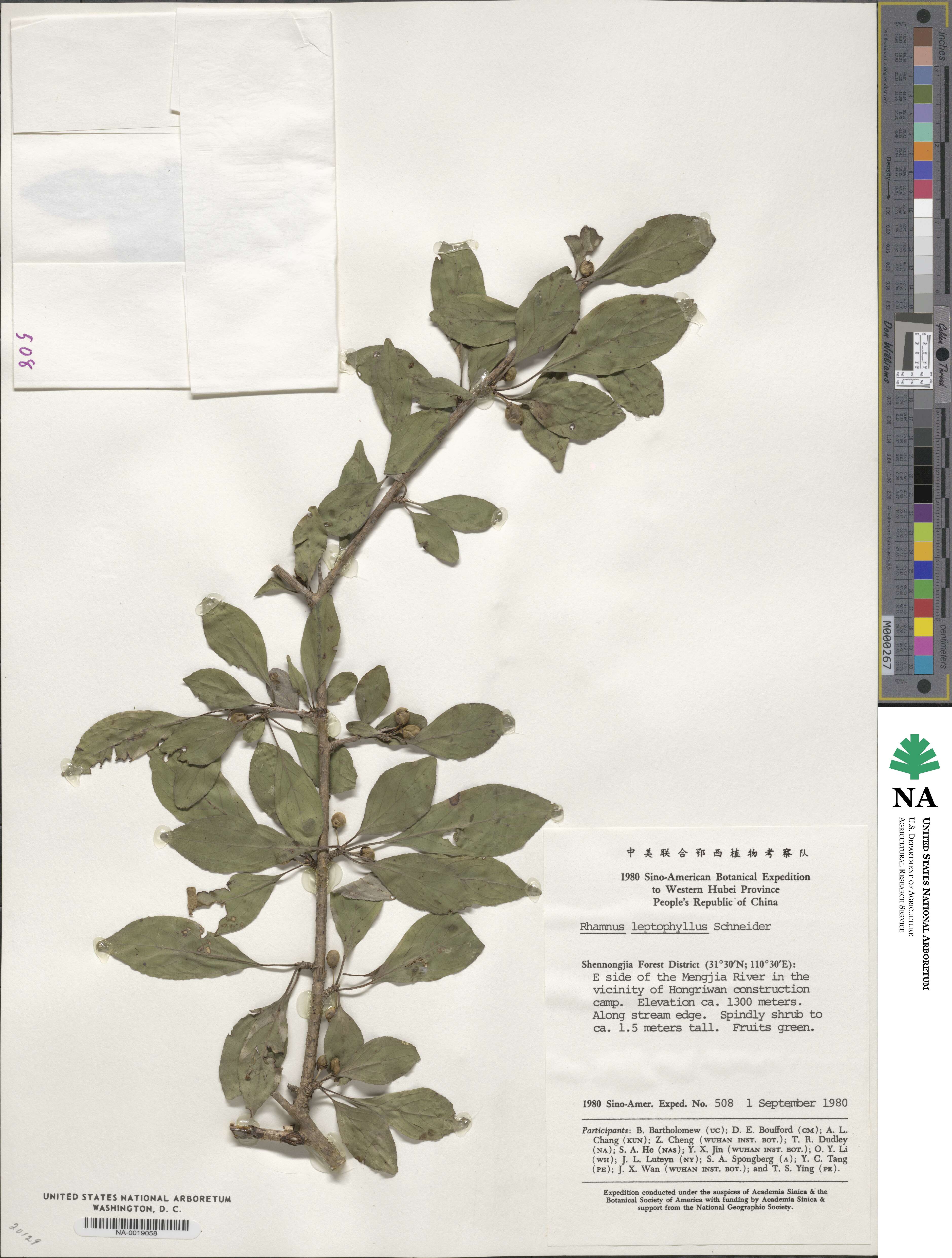 Rhamnus leptophylla image