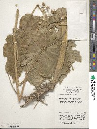 Heracleum moellendorffii image
