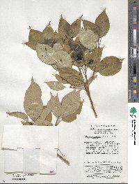 Helwingia japonica var. japonica image