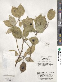 Helwingia japonica image