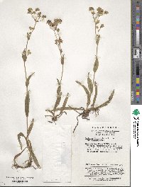 Bupleurum giraldii image