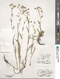 Bupleurum giraldii image