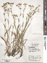 Bupleurum giraldii image