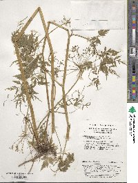 Nothosmyrnium japonicum var. sutchuensis image