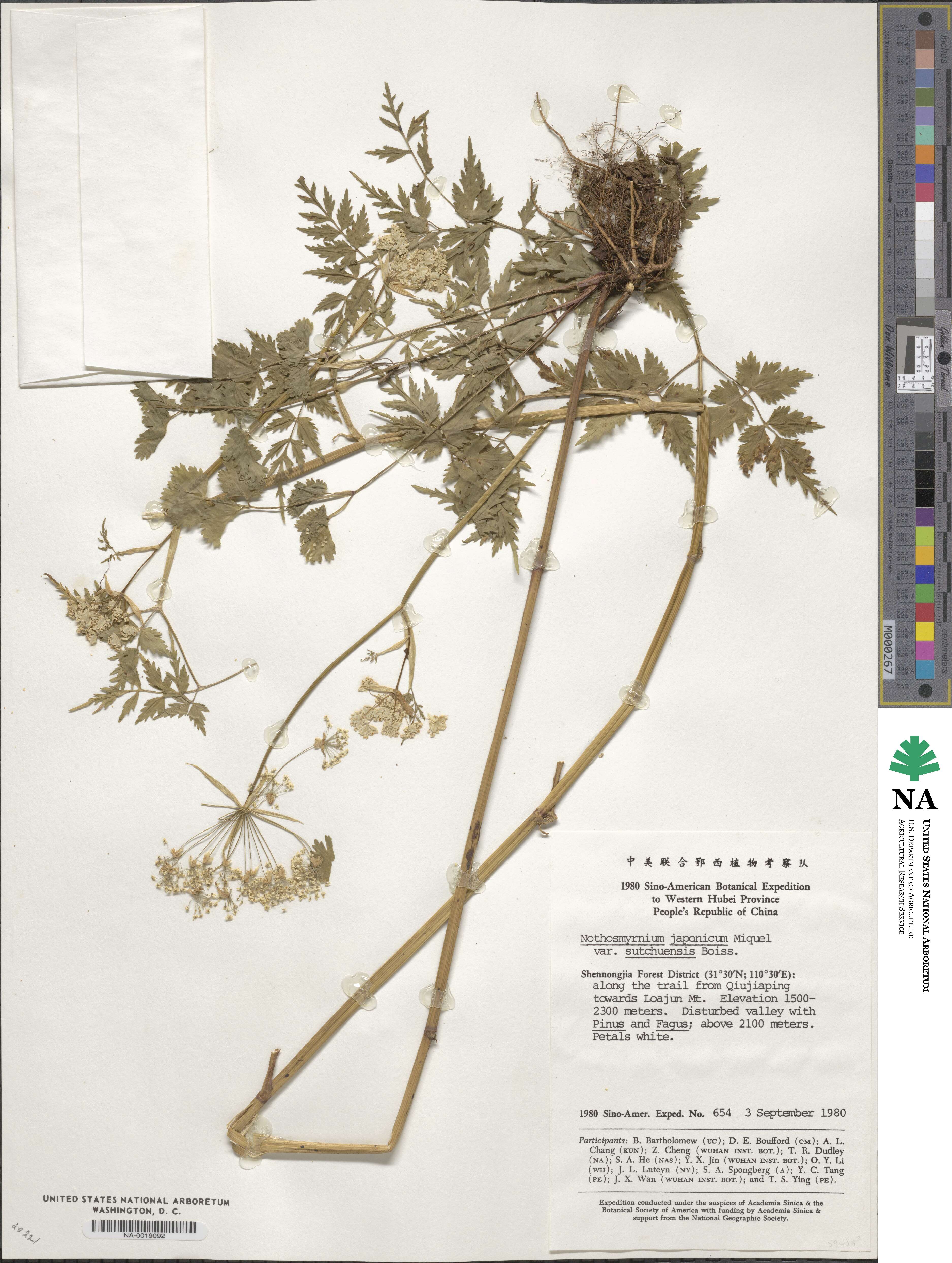 Nothosmyrnium japonicum var. sutchuensis image