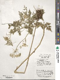 Nothosmyrnium japonicum var. sutchuensis image