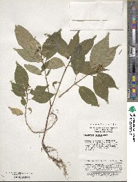 Ophiorrhiza japonica image