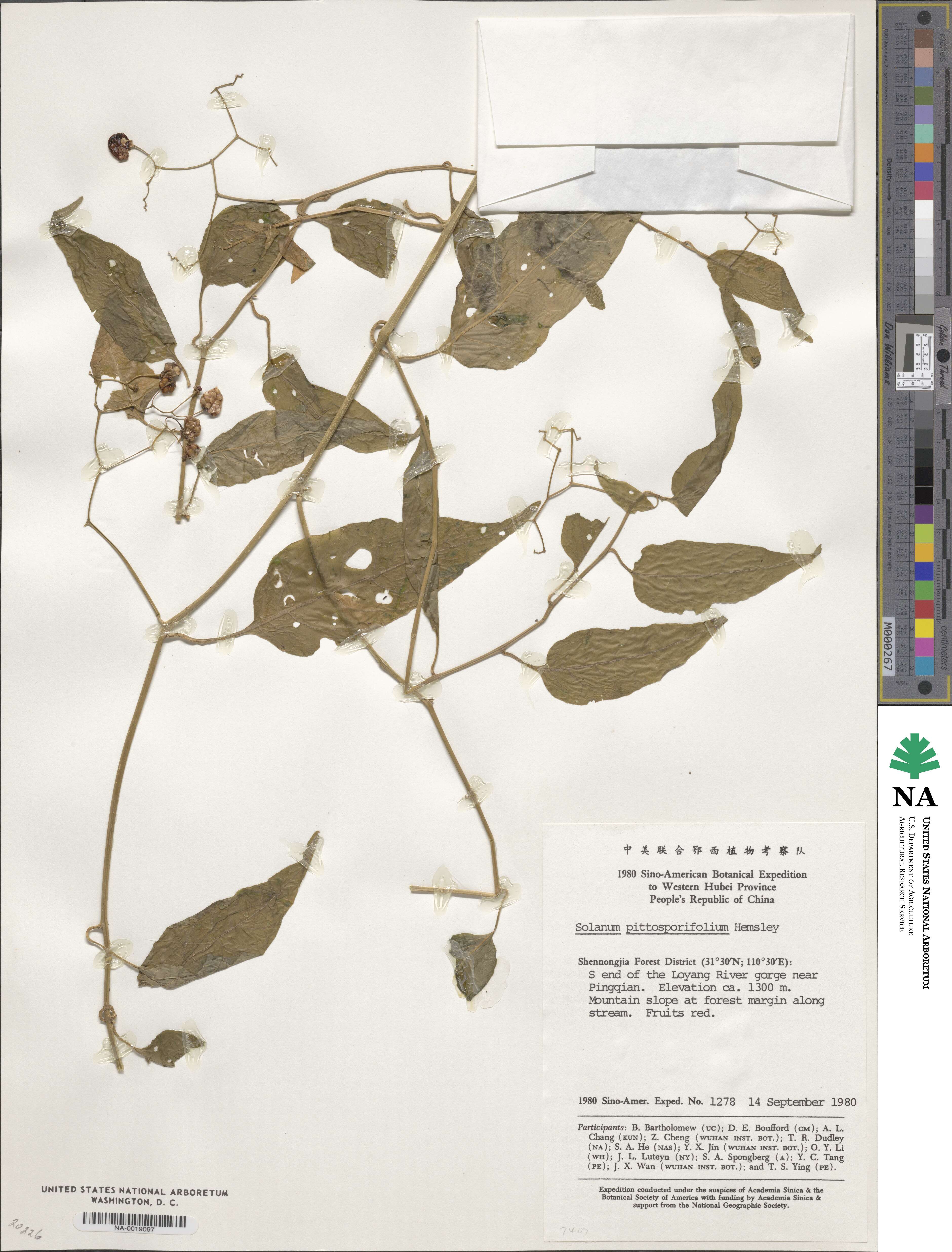 Solanum pittosporifolium image