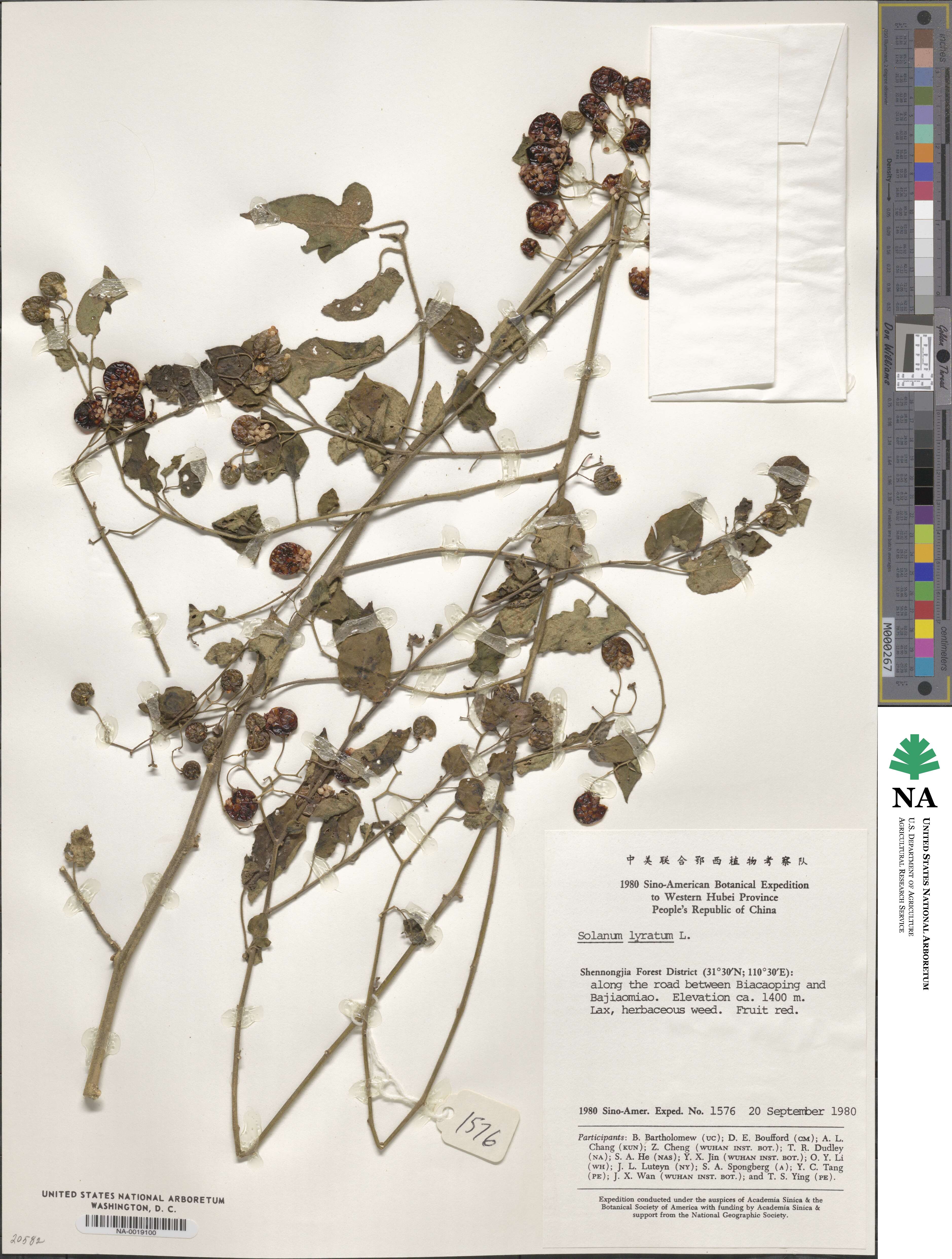 Solanum lyratum image
