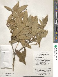 Osmanthus armatus image