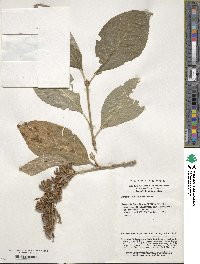 Syringa komarowii image