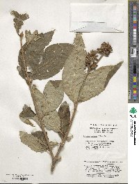 Syringa komarowii image