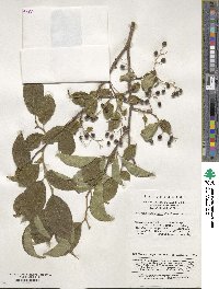 Symplocos paniculata image