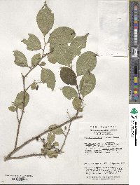 Symplocos paniculata image