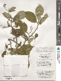 Symplocos paniculata image