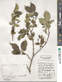 Symplocos paniculata image