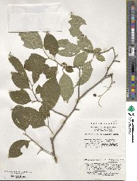 Symplocos paniculata image